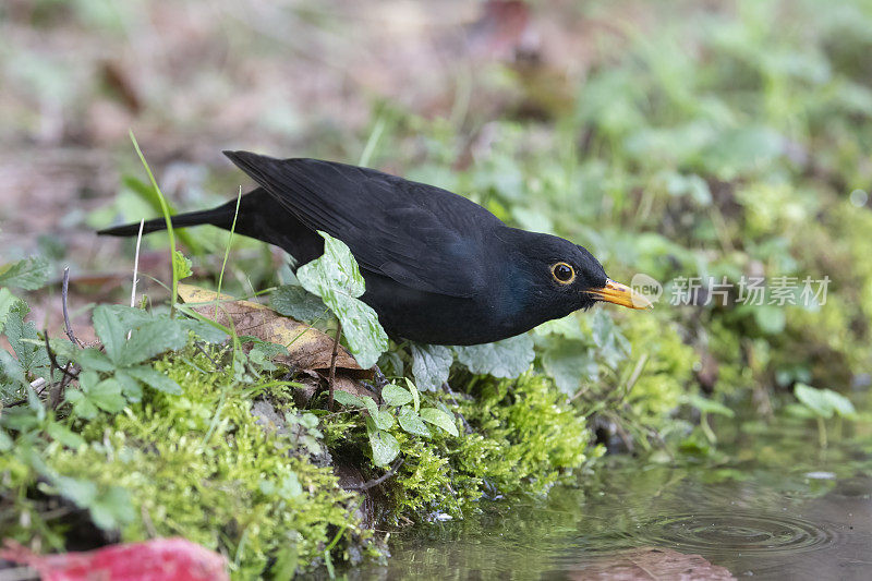 黑鸟(Turdus merula)